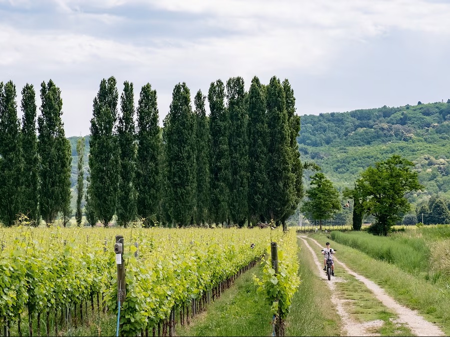 Board and governance practices